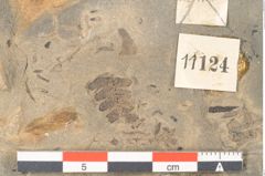 Foto (Detailansicht) von Walchia piniformis Sternbg. (NHMW-GEO-2024-0188-11124)